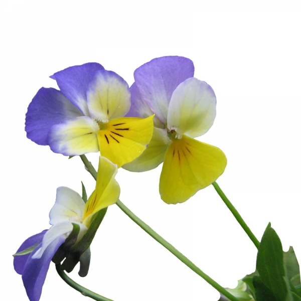 Trei-frați-pătați (Viola tricolor) - Nera Plant